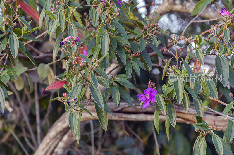 塞拉多矿工的树木:Tibouchina (Manacá)